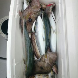 エンペラー 釣果