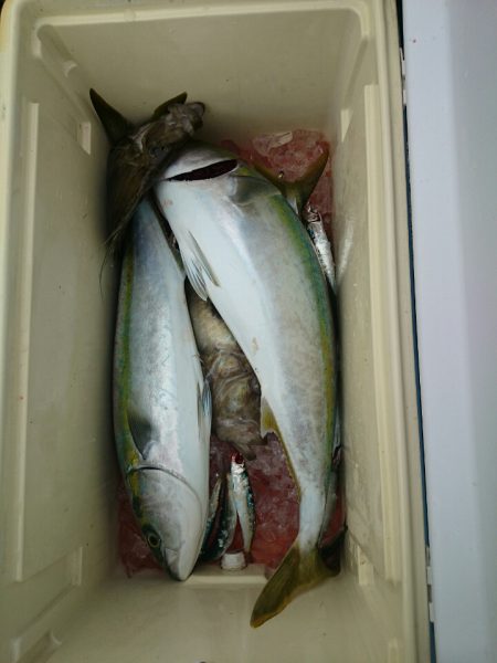 エンペラー 釣果