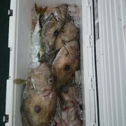 エンペラー 釣果