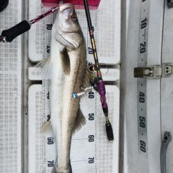 海龍丸(島根) 釣果