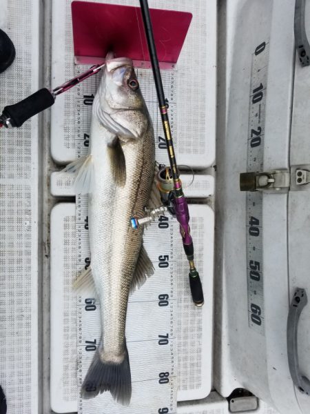 海龍丸(島根) 釣果