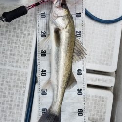 海龍丸(島根) 釣果