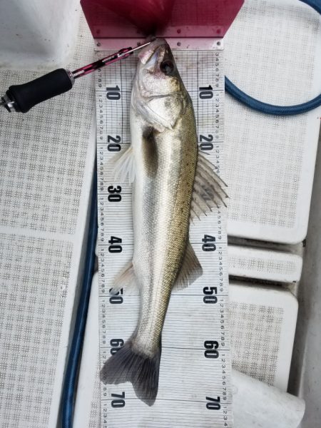 海龍丸(島根) 釣果