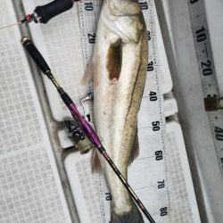 海龍丸(島根) 釣果