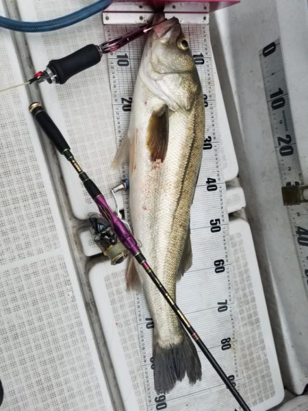 海龍丸(島根) 釣果