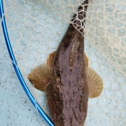 アマテラス 釣果