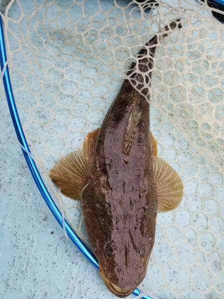 アマテラス 釣果