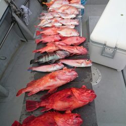 エンペラー 釣果