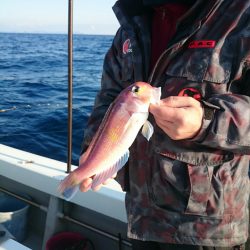 エンペラー 釣果