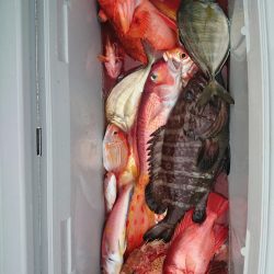 エンペラー 釣果