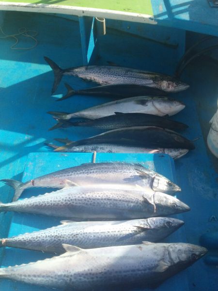 丸万釣船 釣果
