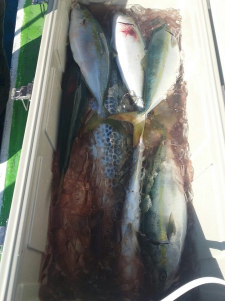 丸万釣船 釣果