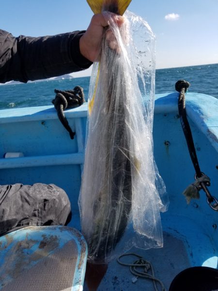 みやけ丸 釣果