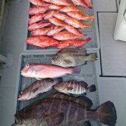 エンペラー 釣果