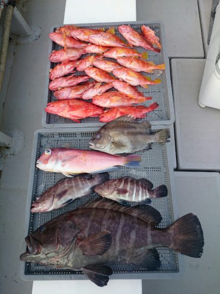 エンペラー 釣果