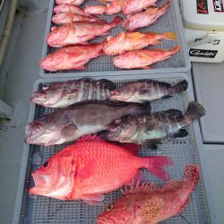 エンペラー 釣果