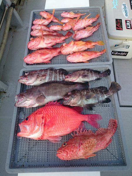 エンペラー 釣果