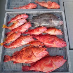 エンペラー 釣果