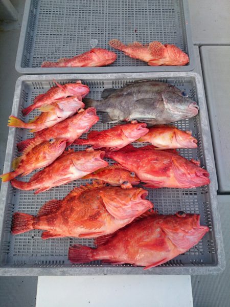 エンペラー 釣果