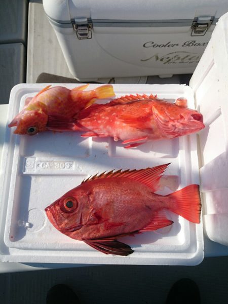 エンペラー 釣果