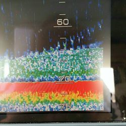 金沢八景鴨下丸 釣果