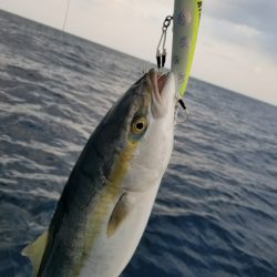 アマテラス 釣果