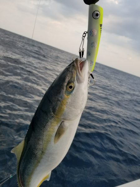 アマテラス 釣果