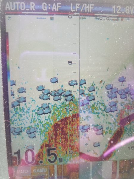 海龍丸(島根) 釣果