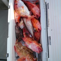 エンペラー 釣果