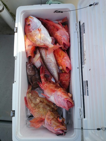 エンペラー 釣果