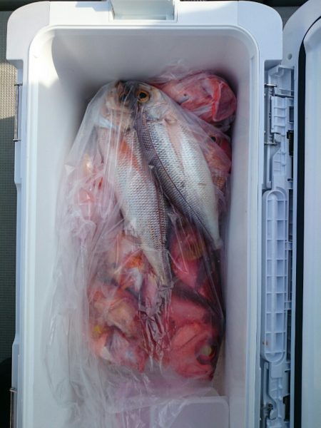 エンペラー 釣果