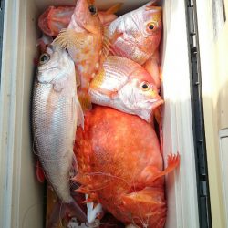 エンペラー 釣果