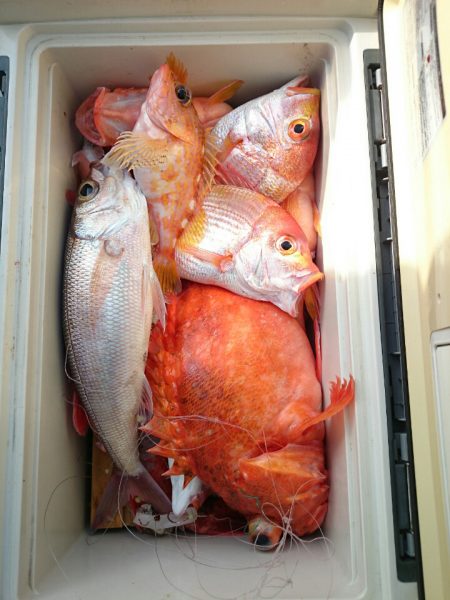 エンペラー 釣果