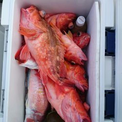 エンペラー 釣果