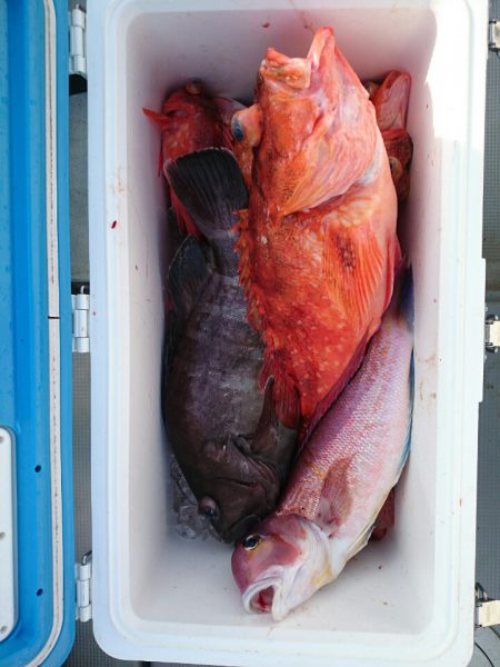 エンペラー 釣果