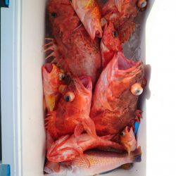 エンペラー 釣果