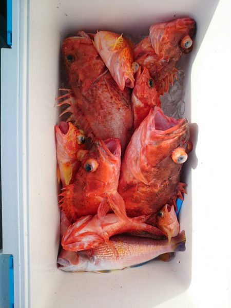 エンペラー 釣果