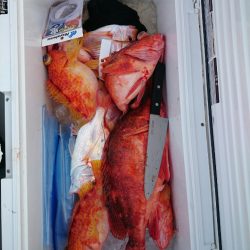 エンペラー 釣果