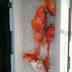 エンペラー 釣果