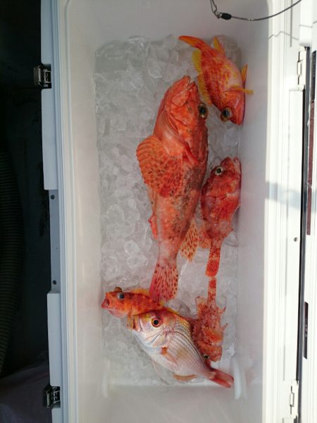 エンペラー 釣果