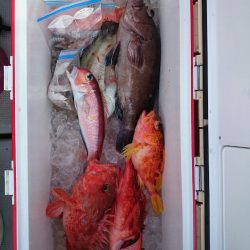 エンペラー 釣果