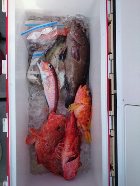 エンペラー 釣果