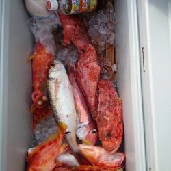 エンペラー 釣果