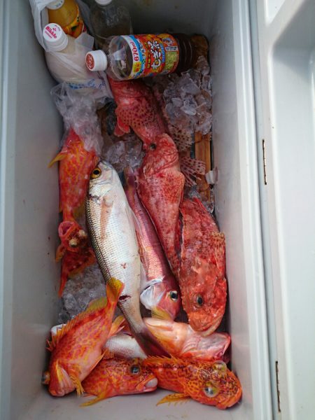 エンペラー 釣果