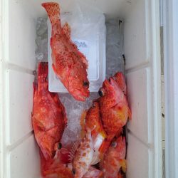 エンペラー 釣果