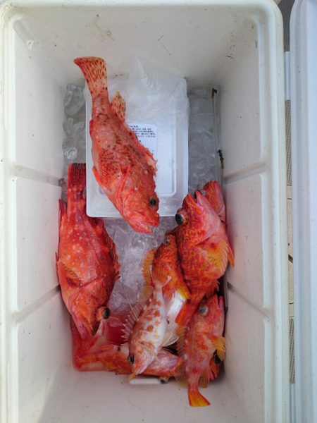 エンペラー 釣果