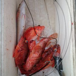 エンペラー 釣果