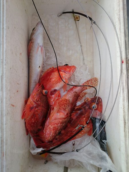 エンペラー 釣果