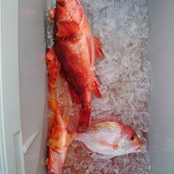 エンペラー 釣果