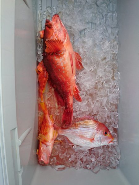 エンペラー 釣果